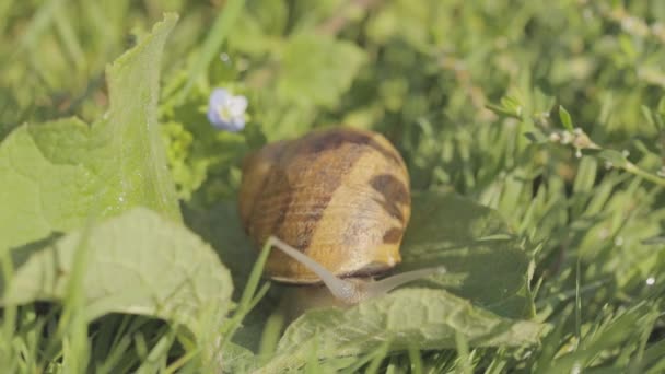 Schnecke im Garten. Schnecke im natürlichen Lebensraum. Schneckenhof. Schnecken im Gras. Wachsende Schnecken. — Stockvideo