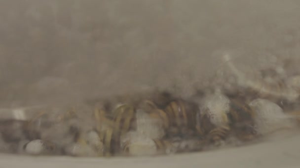 De moderne methode van slak extractie van mucine. Slakken in de kosmetologie. Extractie van slijm uit slakken. — Stockvideo