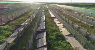 Gün batımında kırsalda küçük bir çiftlik. Tarım havadan görüşü. Havadan tarla. Kırsalda küçük bir hava üzerinde uçmak.