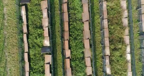 Flyg över en snigelfarm. Vy över snigelfarmens antenn. Ovanifrån snigelfarmen. — Stockvideo