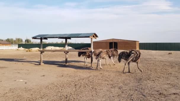 Devekuşu çiftliği. Tahta bir çitin arkasındaki devekuşları. Devekuşları özgürce dolaşır — Stok video