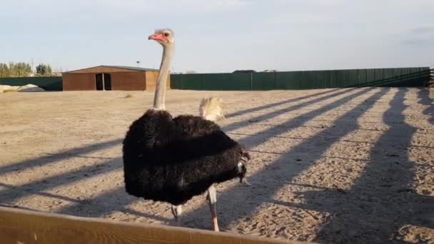 ダチョウの養殖場だ。オストリッチ農場。成長するダチョウ — ストック動画