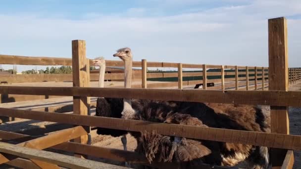 Devekuşu çiftliği. Tahta bir çitin arkasındaki devekuşları. Devekuşları özgürce dolaşır — Stok video