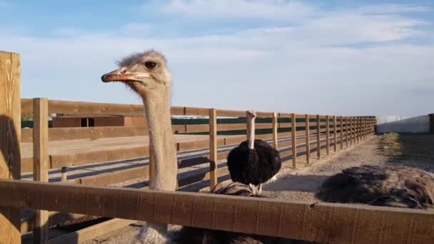 Struzzo in un allevamento di struzzi. Fattoria di struzzi. Struzzi in crescita — Video Stock