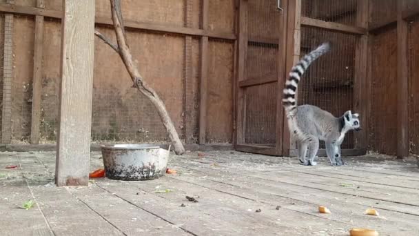 Hayvanat bahçesindeki kafeste lemurları beslemek. Hayvanat bahçesindeki kafeste lemurları beslerken yakın çekim — Stok video