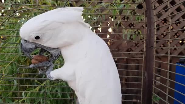 La cacatúa se come una nuez. Una cacatúa come una nuez. Una cacatúa en una jaula se come una nuez — Vídeo de stock