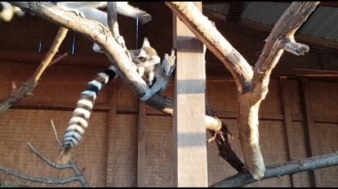 Hayvanat bahçesindeki kafeste lemurları beslemek. Hayvanat bahçesindeki kafeste lemurları beslerken yakın çekim