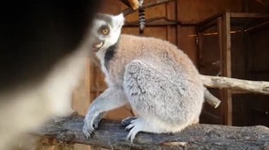 Lemur yakın plan bir kafeste. Lemur yakın plan.