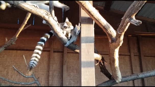 Maki 's voeren in een kooi in een dierentuin. Close-up zicht op voedermaki 's in de dierentuin — Stockvideo