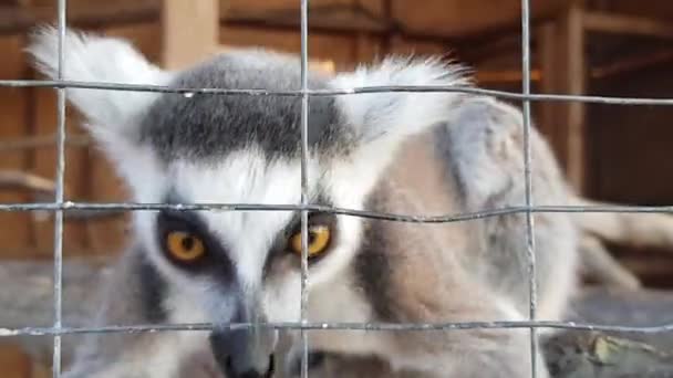 Lémurien dans une cage gros plan. Gros plan sur le lémurien — Video