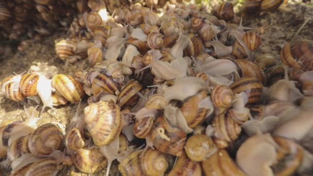 Industrielle Zucht von Schnecken als Nahrungsmittel. Schnecken aus nächster Nähe. Schnecken auf dem Bauernhof aus nächster Nähe. — Stockvideo