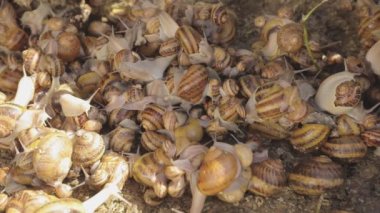 Salyangozlar yakın plan. Çiftlikteki salyangozlar. Yiyecek için endüstriyel salyangoz çiftliği