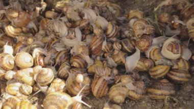 Çiftlikteki salyangozlar. Çiftlikte bir sürü salyangoz var. Büyüyen salyangozlar