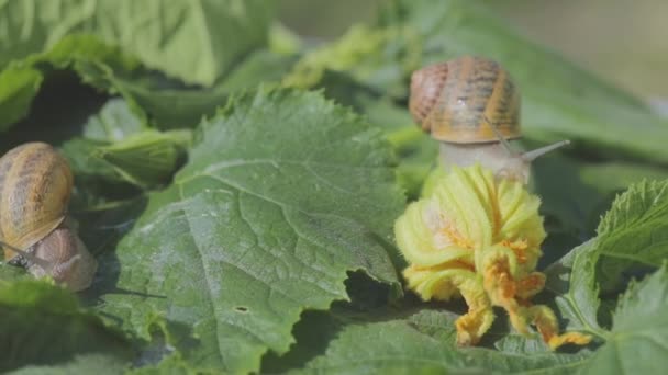 Snail on a vegetable marrow close-up. Snail in the garden. Snail in natural habitat. Snail farm. — Stock Video