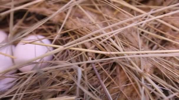 巣の中の純粋な鶏の白い卵。巣の中の鶏の卵。鶏の卵 — ストック動画
