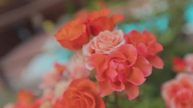 Güzel kırmızı gül tomurcukları. Güller kapanıyor. Çiçek açan gül çalısı