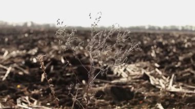 Hasattan sonra çıkarıldı. Hasattan sonra tarla.