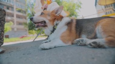Corgi ev sahibesinin ayaklarının dibinde oturuyor. Güzel Corgi yakın plan. Galli Corgi yakın çekim
