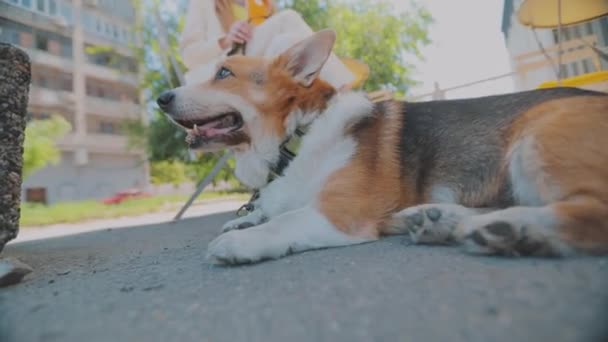 Corgi sedí u nohou hostesky. Krásný záběr zblízka. Welsh Corgi close-up — Stock video