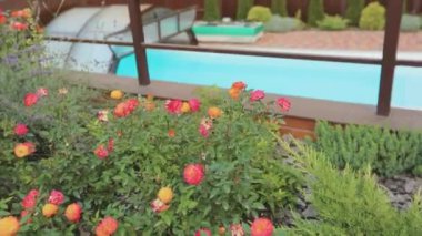 Çiçek açan gül çalısı. Güzel kırmızı gül tomurcukları. Güller kapanıyor