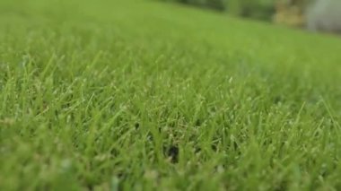 Yeşil çimenler kapansın. İyi bakımlı yeşil çimenlik yakın plan. Yoğun yeşil çimenlik yakın plan