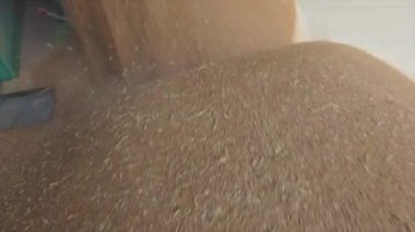 Depoda buğday var. Buğday Hasadı, Buğday Deposu