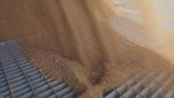 Zpomalený rám vykládky pšenice z nákladního auta do skladu, zpomalený rám nakládky pšenice ve skladu — Stock video