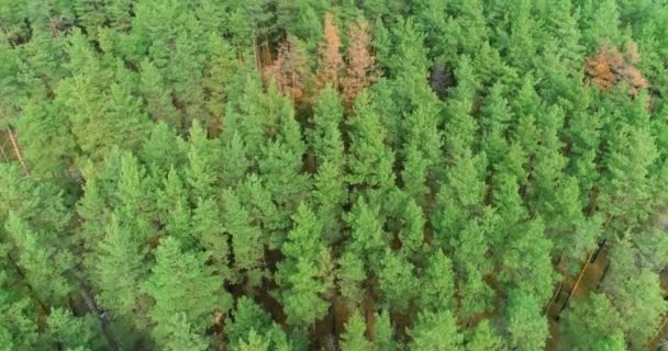 Bela floresta de coníferas altas do ar, vista de uma grande floresta de coníferas de uma altura — Vídeo de Stock