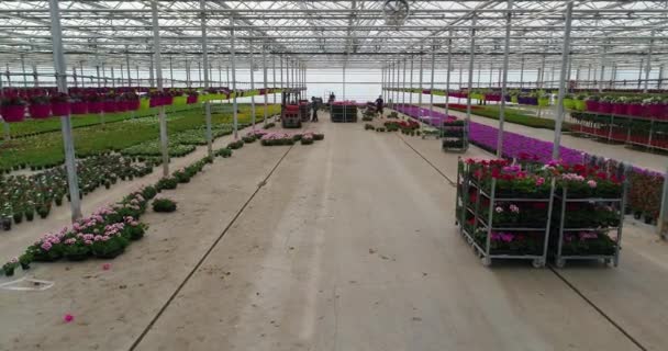 People work in a greenhouse, a greenhouse with flowers, people work with flowers in a greenhouse, growing plants of ornamental plants, colorful flowers in a bright greenhouse. — Stock Video