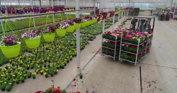 装载机把五彩缤纷的花朵放在温室里，在温室里种花，在工业上种花 — 图库视频影像