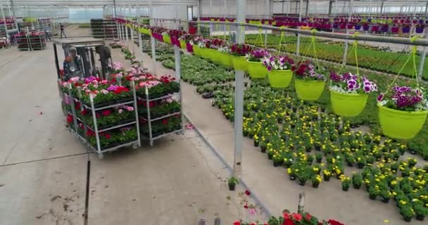El cargador lleva flores de colores en el invernadero, flores en crecimiento en el invernadero, flores de cultivo industrial — Vídeos de Stock