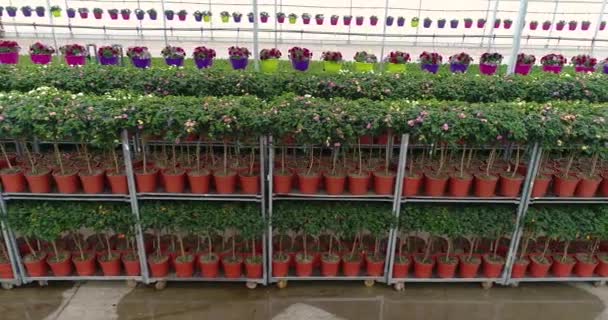 Řady květin v květináčích ve skleníku, pěstování květin ve skleníku, mnoho barevných rostlin, pěstování rostlin okrasných rostlin, barevné květy ve skleníku — Stock video