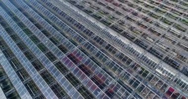 Çiçeklerle dolu büyük bir seranın üzerinde uçmak, geri çekilebilir çatılı bir sera, yukarıdan bir sera manzarası, büyüyen çiçekler. Büyük sanayi seraları