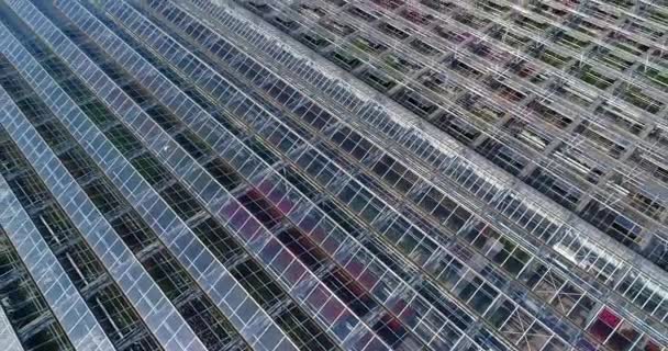 Flying over a large greenhouse with flowers, a greenhouse with a retractable roof, a greenhouse view from above, growing flowers. Large industrial greenhouses — Stock Video