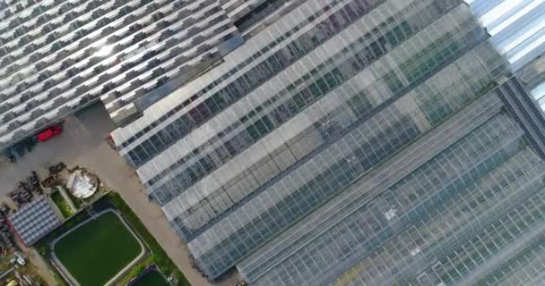 Volando sobre un gran invernadero con flores, un invernadero con un techo retráctil, una vista de invernadero desde arriba, flores en crecimiento. Grandes invernaderos industriales — Vídeos de Stock