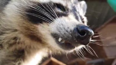 Bir rakunun yemek yerken yakın plan çekimi. Güzel bir rakun yakın çekimi. Kafesteki rakun, yakın plan.