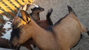 Yakından sevimli keçi. Çitin arkasındaki güzel keçiler. Keçi kapanışı