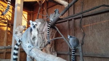 Hayvanat bahçesindeki kafeste lemurları beslemek. Hayvanat bahçesindeki kafeste lemurları beslerken yakın çekim