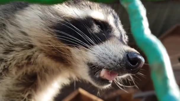 Primer plano de un mapache comiendo. Hermoso primer plano de mapache. Mapache en una jaula de cerca — Vídeos de Stock