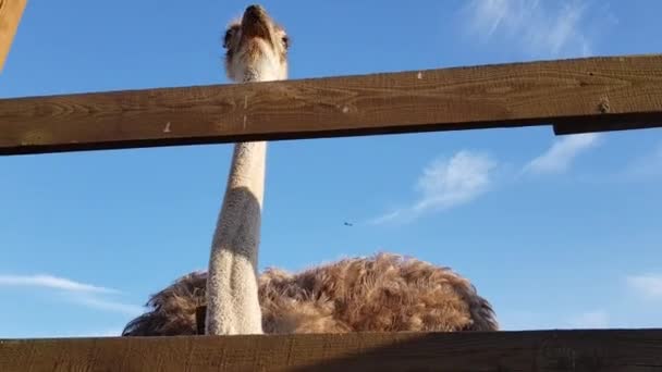 Devekuşu çiftliği. Tahta bir çitin arkasındaki devekuşları. Devekuşları özgürce dolaşır — Stok video