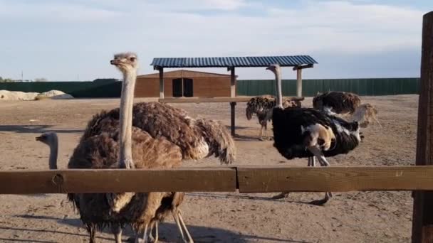 Autruche dans une ferme d'autruche. Ferme d'autruche. Autruches en croissance — Video