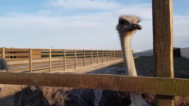 Straußenfarm. Strauße hinter einem Holzzaun. Strauße streifen frei umher — Stockvideo