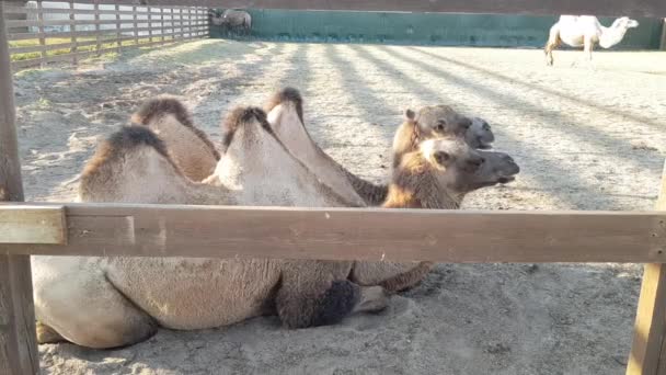 Kameler på zoo. Två kameler sitter sida vid sida. Kameler i fångenskap — Stockvideo
