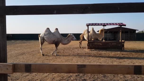 Cammello allo zoo. Il cammello mangia dietro la siepe dello zoo — Video Stock