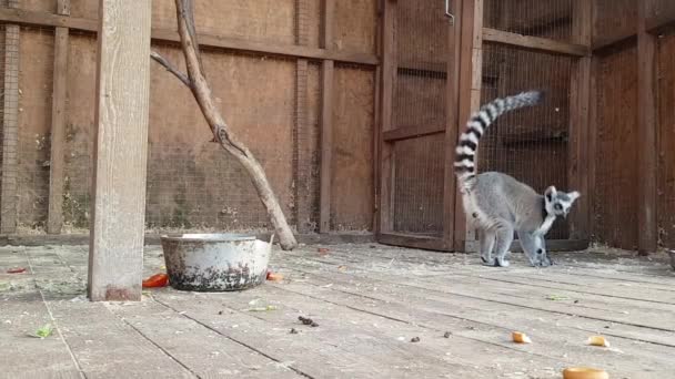 Dare da mangiare ai lemuri in una gabbia in uno zoo. Veduta ravvicinata dell'alimentazione dei lemuri in gabbia allo zoo — Video Stock