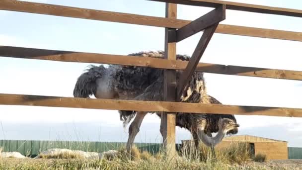 Avestruces detrás de una valla de madera. Granja de avestruces. Avestruces vagan libremente — Vídeos de Stock