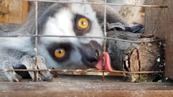 Lémurien dans une cage gros plan. Gros plan sur le lémurien — Video