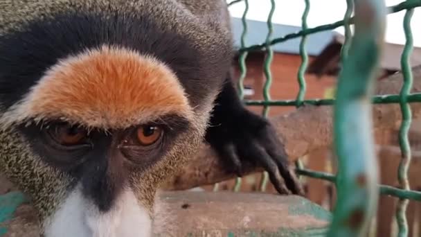 Um grande plano de macaco. Macaco cabeça close-up. Macaco bonito em uma gaiola — Vídeo de Stock