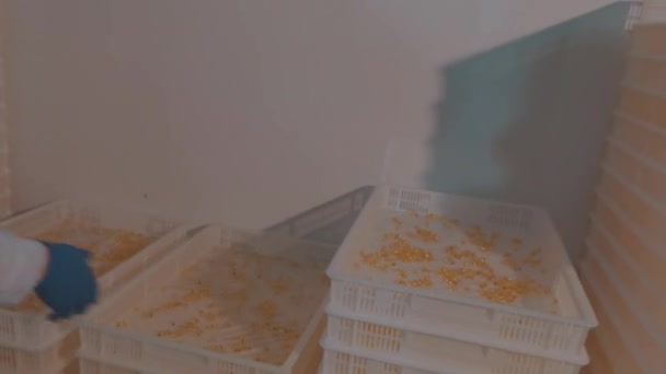 Taşıyıcı hat üzerinde turuncu haplar. İlaç fabrikasında ilaç üretimi. — Stok video