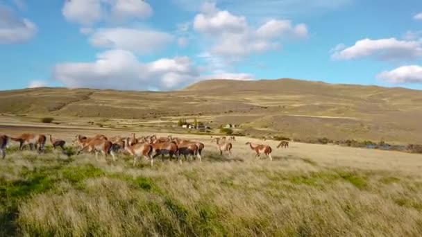 Lama 's grazen in hun natuurlijke habitat. Lama 's op het gebied van patagonië — Stockvideo